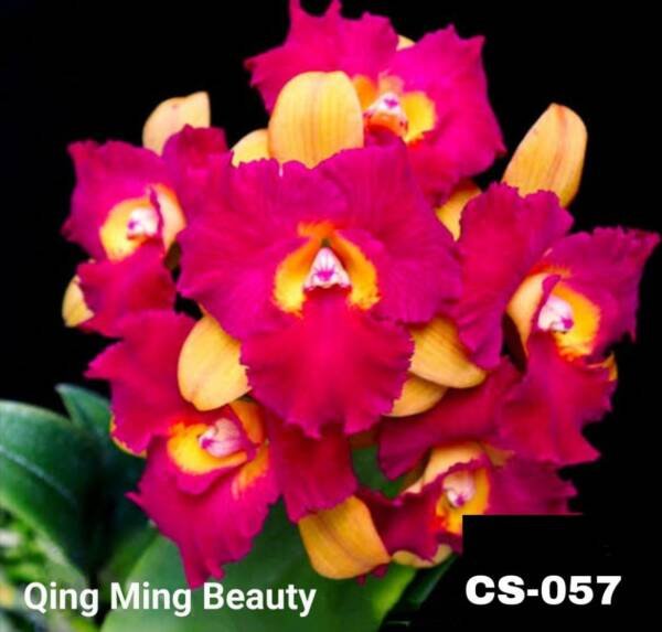 Cattleya Orchid (cs -057)