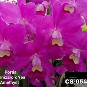 Cattleya orchid (cs-054)