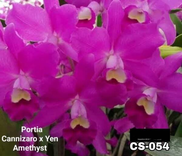 Cattleya orchid (cs-054)