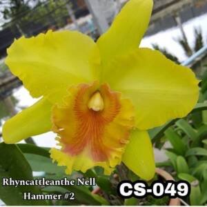 Cattleya Orchid (cs -049)