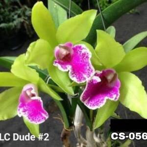 Cattleya Orchid (cs-056)