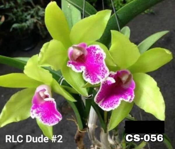 Cattleya Orchid (cs-056)