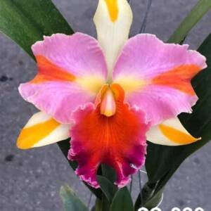 Cattleya Orchid (cs-029)