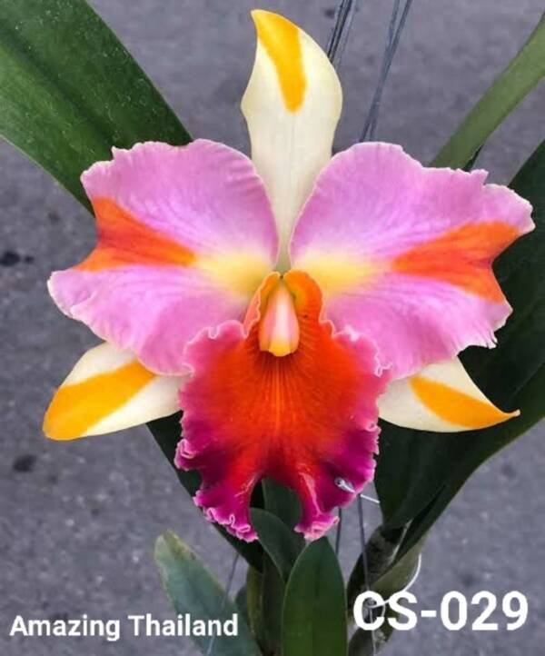 Cattleya Orchid (cs-029)