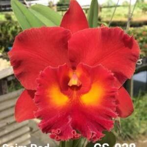 Cattleya orchid (cs-028)