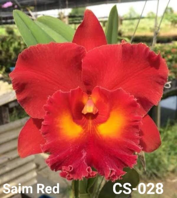 Cattleya orchid (cs-028)