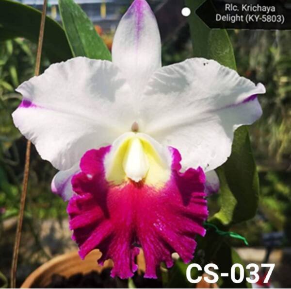 Cattleya Orchid (cs-037)