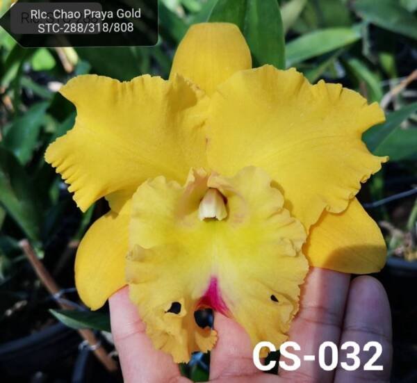 Cattleya Orchid (cs-032)