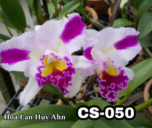 Cattleya Orchid (cs-050)