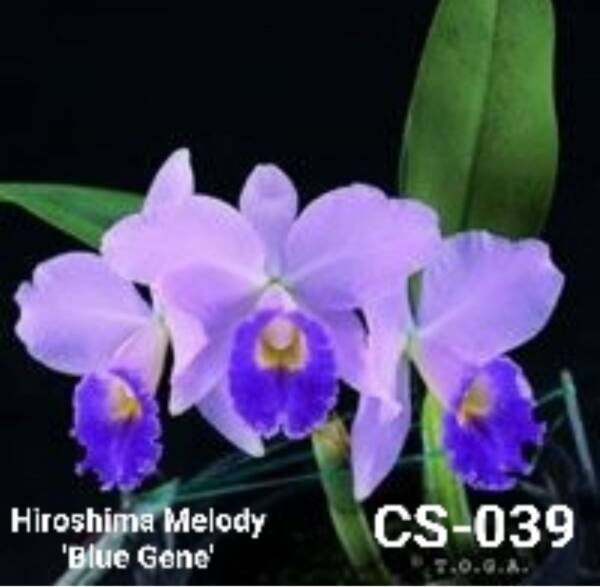 Cattleya Orchid (cs-039)