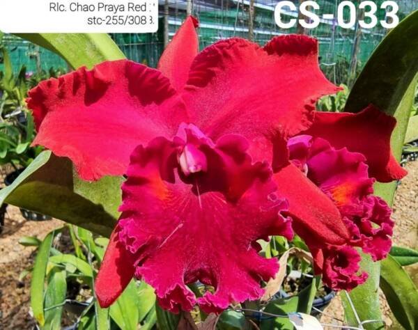 cattleya Orchid (cs -033)
