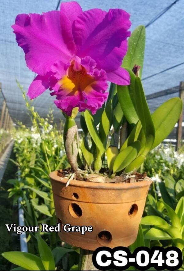 Cattleya Orchid (cs -048)