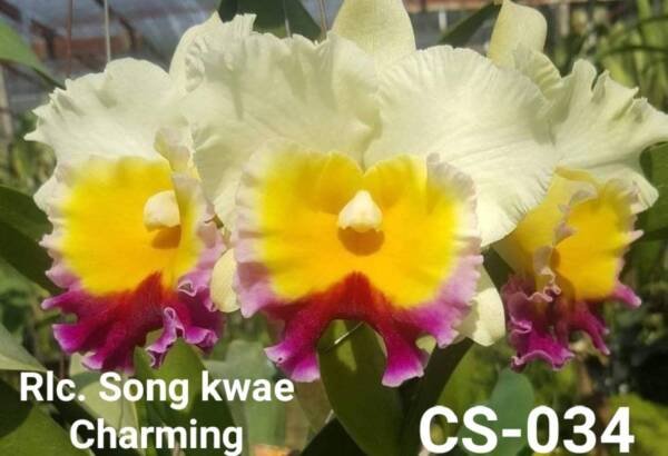Cattleya orchid (cs- 034)