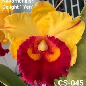 Cattleya Orchid (cs -045)
