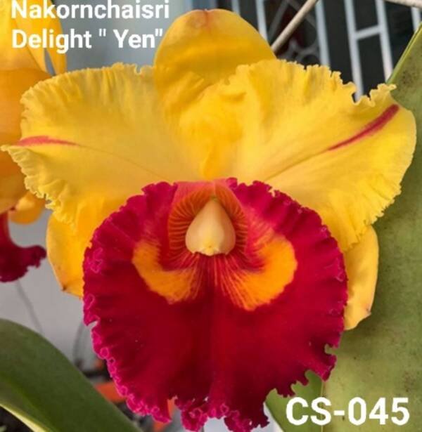 Cattleya Orchid (cs -045)