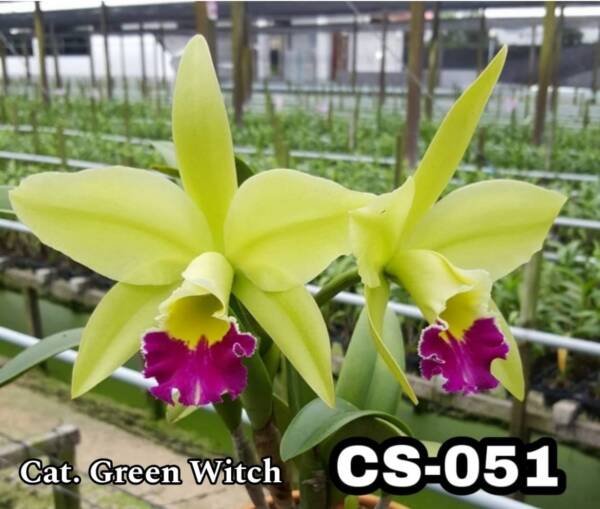 Cattleya Orchid (cs -051)