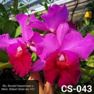 Cattleya Orchid (cs -043)