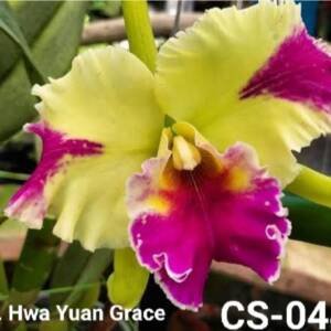 Cattleya Orchid (cs -044)