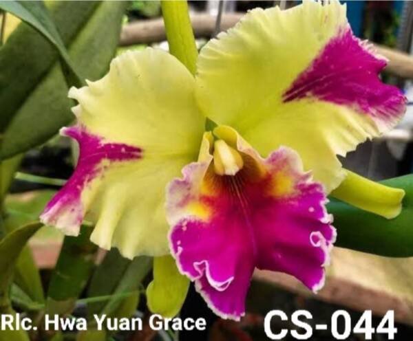 Cattleya Orchid (cs -044)