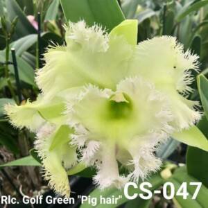 Cattleya Orchid (cs -047)