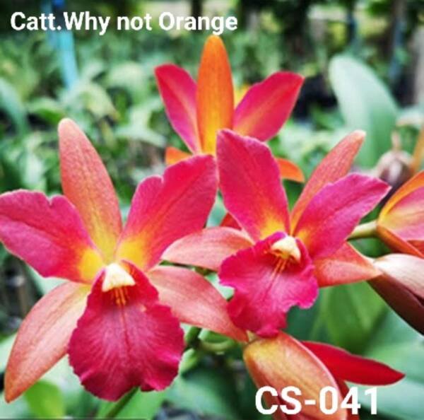 Cattleya Orchid ( cs -  041)