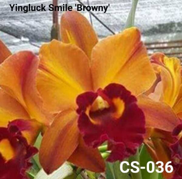 Cattleya Orchid (cs -036)