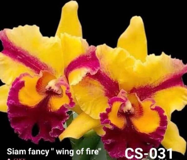 Cattleya Orchid (cs -031)