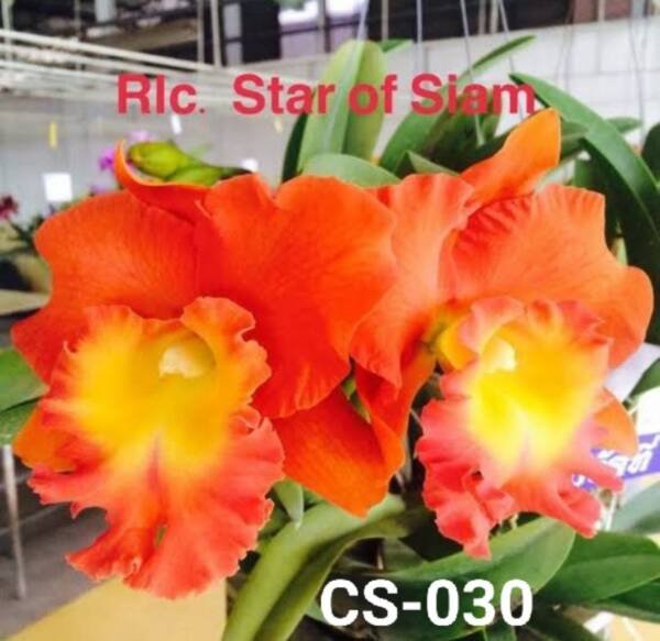 Cattleya Orchid (cs -030)