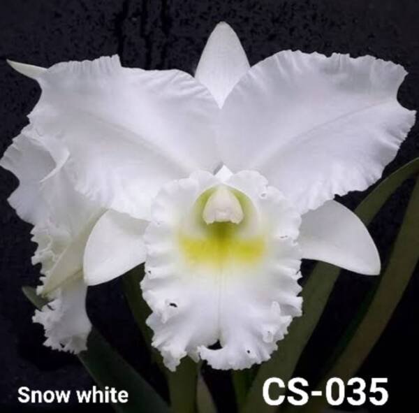 Cattleya Orchid (cs - 035)
