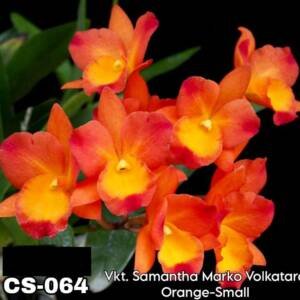 Cattleya Orchid (cs - 064)