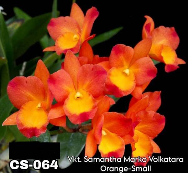 Cattleya Orchid (cs - 064)