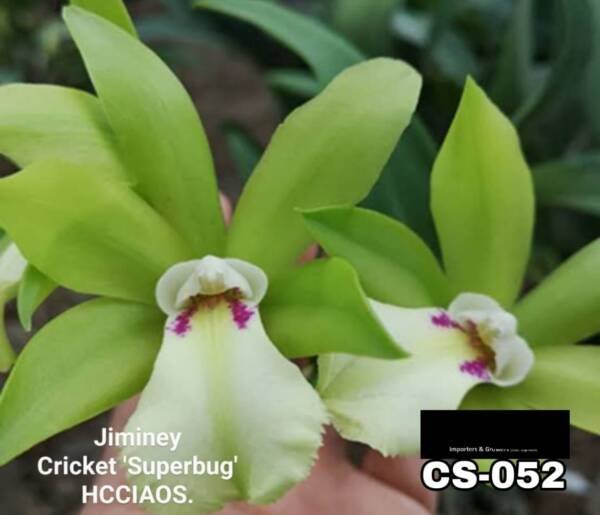Cattleya Orchid (cs - 052)