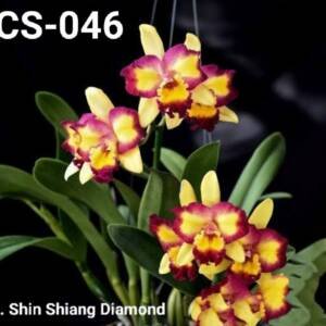 Cattleya Orchid (cs - 046)