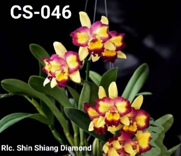 Cattleya Orchid (cs - 046)