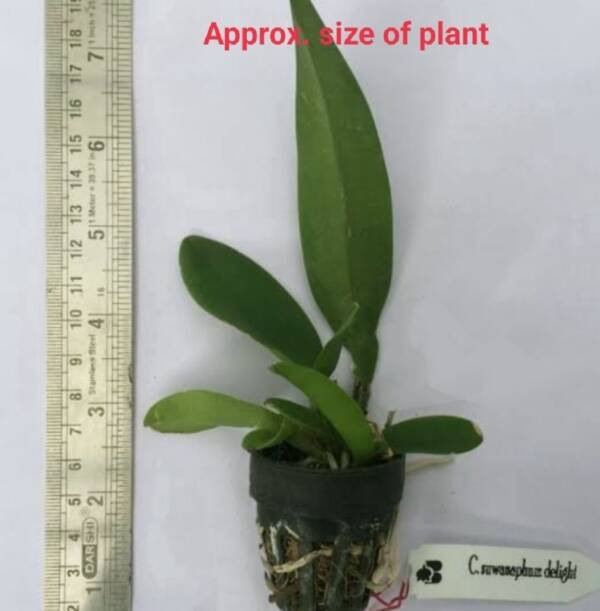 Cattleya Orchid (cs - 046) - Image 2