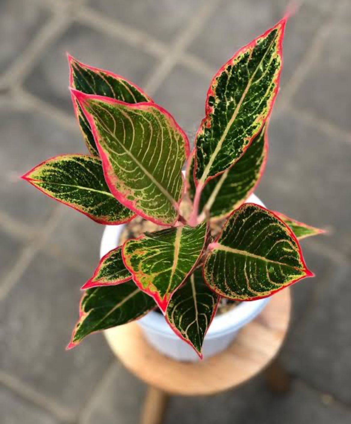 Aglonema Lipstick Peter Pan