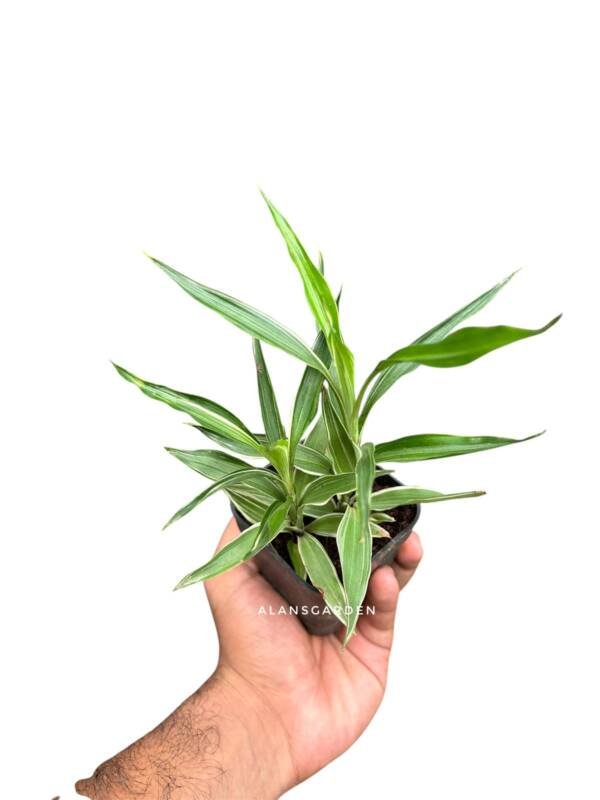 Lucky Bamboo Silver Narrow