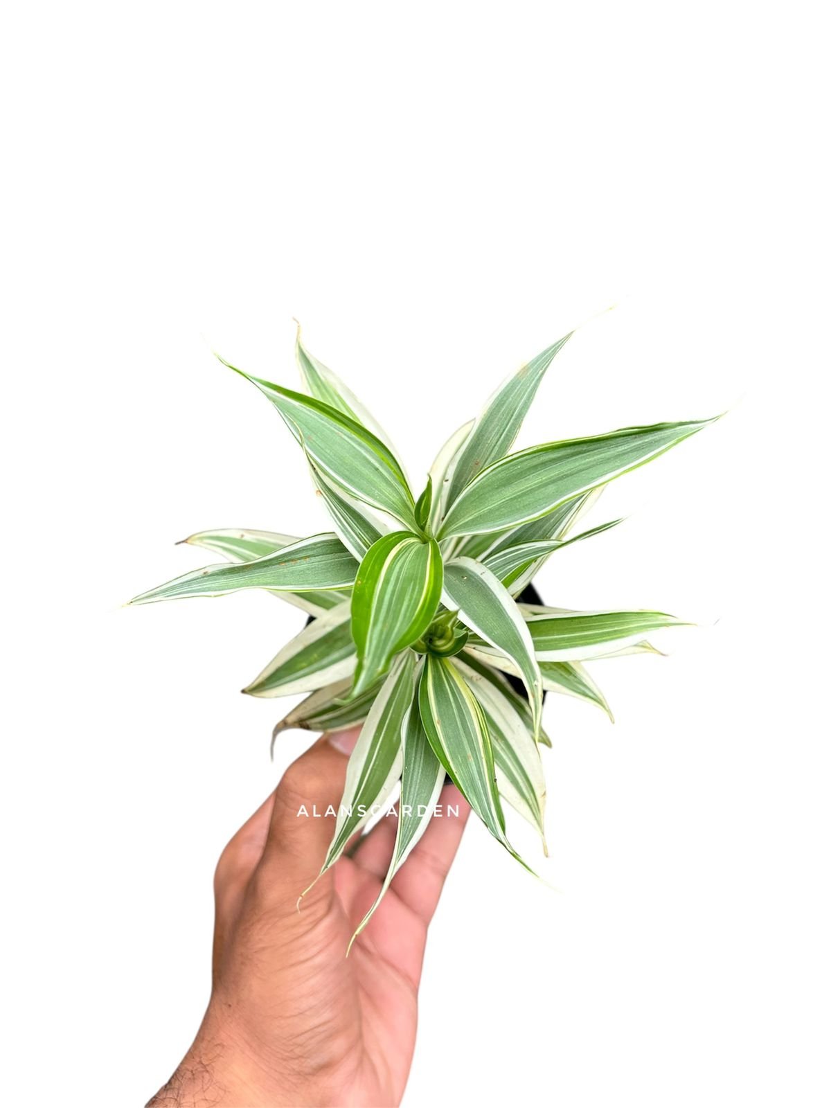 Lucky bamboo White varigated