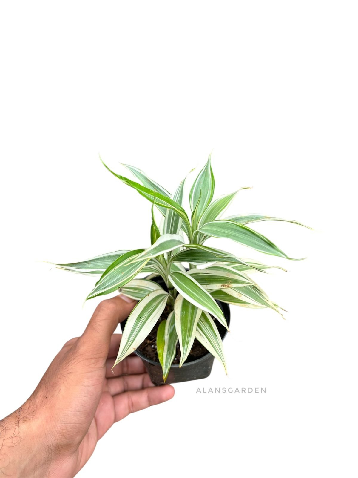 Lucky bamboo White varigated - Image 2