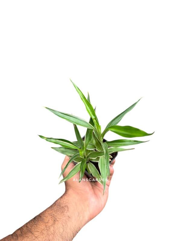 Lucky Bamboo Silver Narrow - Image 2