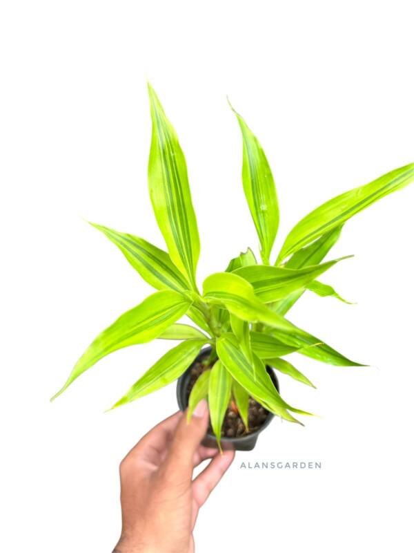 Lucky Bamboo Green line - Image 2