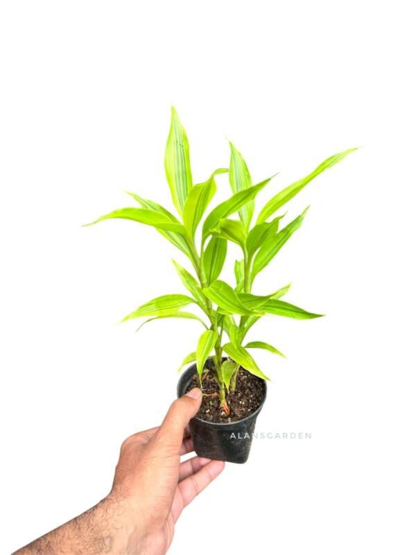 Lucky Bamboo Green line