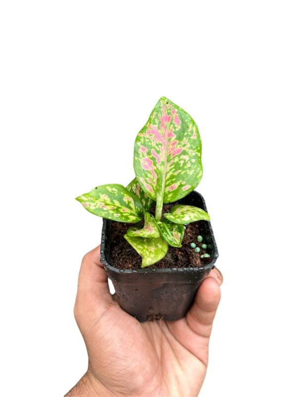 Aglonema Anjamni Green / aglonema Beauty - Image 3