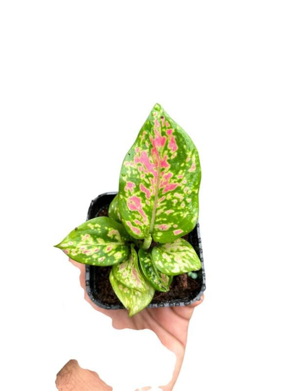Aglonema Anjamni Green / aglonema Beauty - Image 2