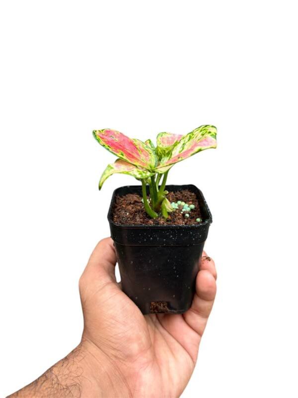 Aglonema Anjamni Red - Image 3