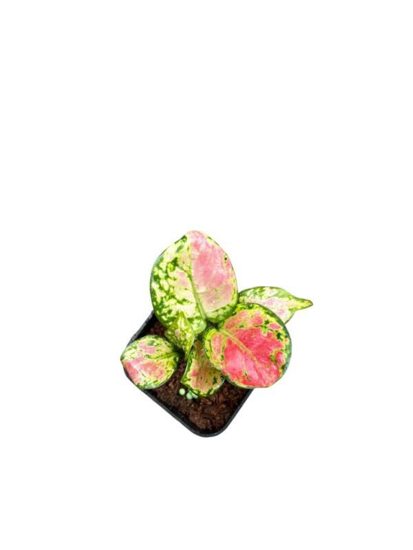 Aglonema Anjamni Red - Image 2