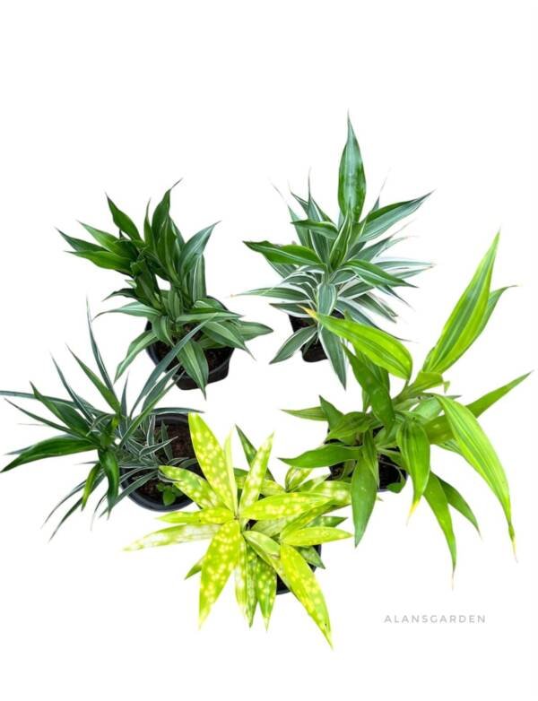 Bamboo Combo