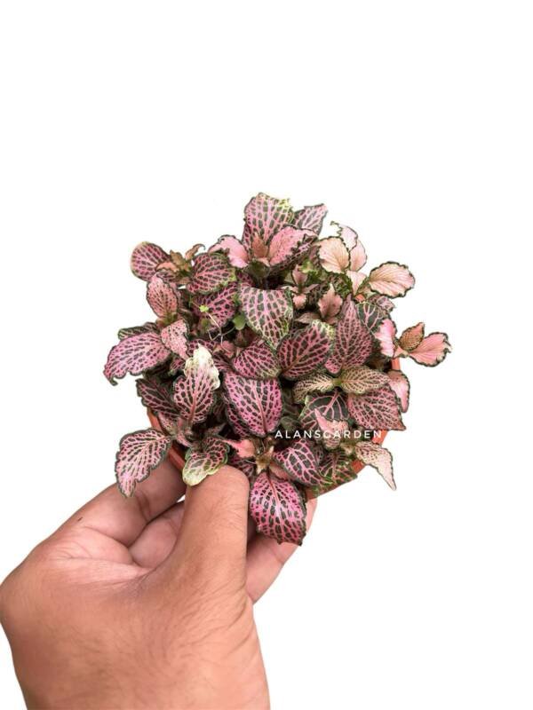 Fittonia Pink Varigated