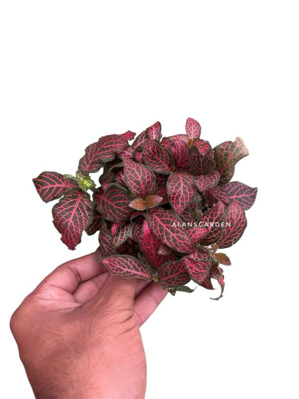 Fittonia Dark Red