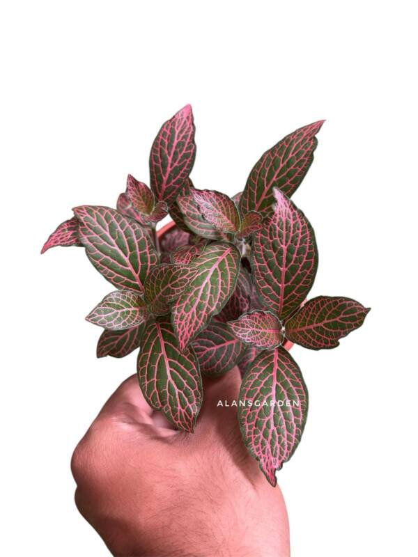 Fittonia Red